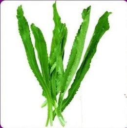 Sawtooth Coriander