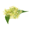 Neem Flower -(1 Bunch)