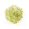 Fresh Alfalfa (Sprouts)