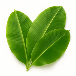 Fresh Banana Leafs