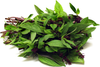 Basil Thai
