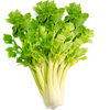 Celery