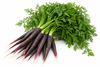 Carrots Dutch Purple - (Bunch)