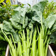 Chinese Broccoli - Kg