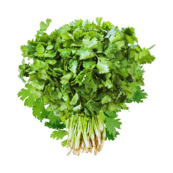 Coriander
