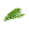 Curry Leaves