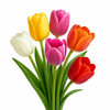 Display Flowers