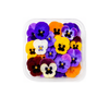 Edible Flowers Vivid Velvet Pansy - (Punnet)