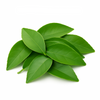 Fresh Lemon Leaves – Aromatic Leaves Per Kg – DeliverFresh.au Melbourne