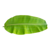 Full_Banan_Leaf-Each
