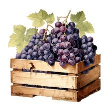 Grapes - Purple