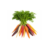 Heirloom Dutch Carrots - (Packet)
