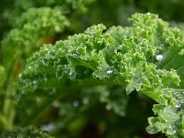 Kale Special - Bunch