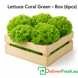 Lettuce Coral Green Box 6pcs – Fresh Lettuce Delivery Melbourne – DeliverFresh.au