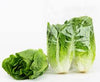 Lettuce Twin Cos - Box (10 Packs)
