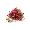 Micro Chard Red