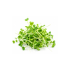 Micro Coriander