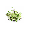 Micro Mustard Cress - (Pot)