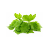 Micro Parsley - (Pot)