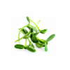 Micro Radish - (Pot)