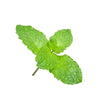 Micro Lemon Balm