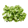 Micro Sorrel Pot