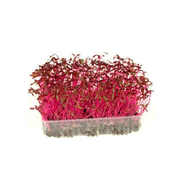 Red amaranth micro herbs