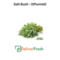 Salt Bush with Deliver Fresh