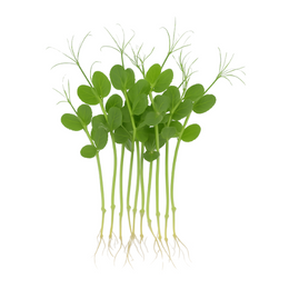 Snow Pea Tendril with roots