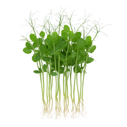 Snow Pea Tendril with roots