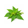 Stinging Nettle - (Bunch)