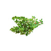 Thyme - 1 Bunch DeliverFresh