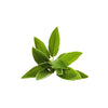Sage - Bunch DeliverFresh
