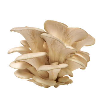 Mushroom Oyster - Punnet