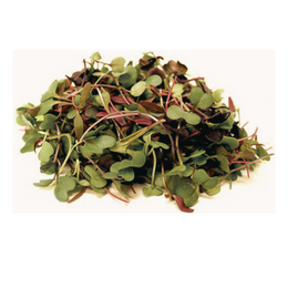 Salad Micro - Packet