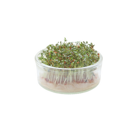 Coriander Cress - Punnet