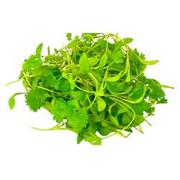 Coriander Cress - Punnet