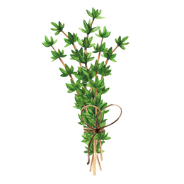 Lemon Thyme - Bunch