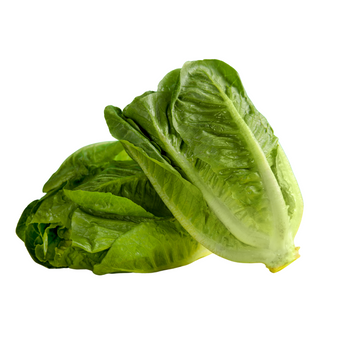 Lettuce Cos Heart- Lettuce Whole Cos Large - Box