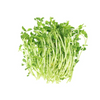 Snow Pea Tendril - Box (1.5Kg) DeliverFresh