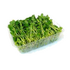 Snow Pea Tendril - Box (1.5Kg) DeliverFresh