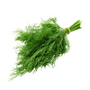 Dill bunch with deliver fresh