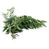 Curry Leaves