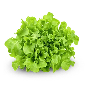 Green Oak - Box (6pcs)