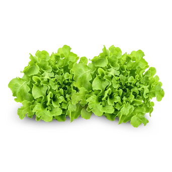 Green Oak - Box (6pcs)