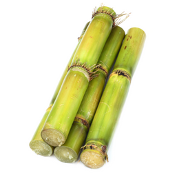 Sugarcane - Kg