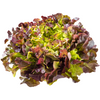 red oak lettuce DeliverFresh