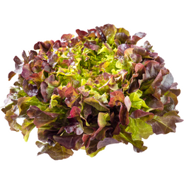 red oak lettuce - Box
