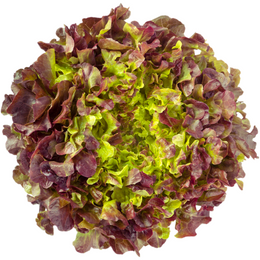 red oak lettuce - Box