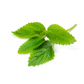 Lemon Balm Special - Bunch